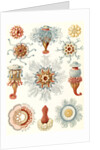 Marine invertebrates. Siphonophorae by Ernst Haeckel