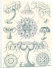 Jellyfishes. Discomedusae by Ernst Haeckel