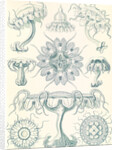 Jellyfishes. Discomedusae by Ernst Haeckel