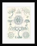 Jellyfishes. Discomedusae by Ernst Haeckel