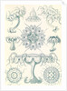 Jellyfishes. Discomedusae by Ernst Haeckel