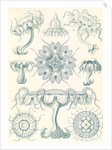 Jellyfishes. Discomedusae by Ernst Haeckel