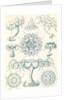 Jellyfishes. Discomedusae by Ernst Haeckel