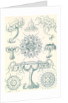 Jellyfishes. Discomedusae by Ernst Haeckel