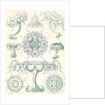 Jellyfishes. Discomedusae by Ernst Haeckel