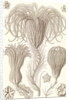 Marine animals. Crinoidea by Ernst Haeckel