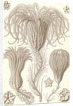 Marine animals. Crinoidea by Ernst Haeckel