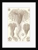 Marine animals. Crinoidea by Ernst Haeckel