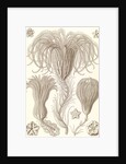 Marine animals. Crinoidea by Ernst Haeckel