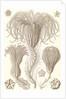 Marine animals. Crinoidea by Ernst Haeckel