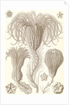 Marine animals. Crinoidea by Ernst Haeckel