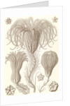 Marine animals. Crinoidea by Ernst Haeckel