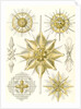Marine animals. Acanthometra by Ernst Haeckel