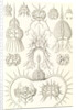 Microorganisms. Spyroidea by Ernst Haeckel
