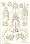 Microorganisms. Spyroidea by Ernst Haeckel