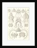 Microorganisms. Spyroidea by Ernst Haeckel