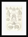 Microorganisms. Spyroidea by Ernst Haeckel