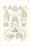 Microorganisms. Spyroidea by Ernst Haeckel