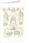 Microorganisms. Spyroidea by Ernst Haeckel