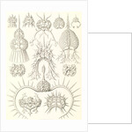 Microorganisms. Spyroidea by Ernst Haeckel