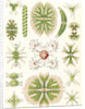 Algae. Desmidiea by Ernst Haeckel