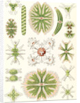 Algae. Desmidiea by Ernst Haeckel