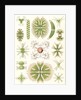 Algae. Desmidiea by Ernst Haeckel