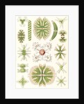 Algae. Desmidiea by Ernst Haeckel