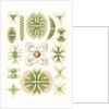 Algae. Desmidiea by Ernst Haeckel