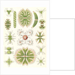 Algae. Desmidiea by Ernst Haeckel