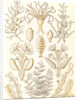 Marine animals. Sertulariae by Ernst Haeckel
