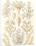 Marine animals. Sertulariae by Ernst Haeckel