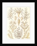 Marine animals. Sertulariae by Ernst Haeckel