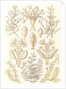Marine animals. Sertulariae by Ernst Haeckel