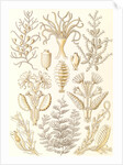 Marine animals. Sertulariae by Ernst Haeckel