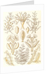Marine animals. Sertulariae by Ernst Haeckel