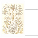 Marine animals. Sertulariae by Ernst Haeckel