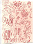Comb jellies. Ctenophorae by Ernst Haeckel