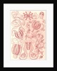 Comb jellies. Ctenophorae by Ernst Haeckel