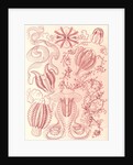 Comb jellies. Ctenophorae by Ernst Haeckel