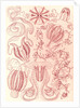 Comb jellies. Ctenophorae by Ernst Haeckel