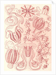 Comb jellies. Ctenophorae by Ernst Haeckel