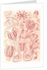 Comb jellies. Ctenophorae by Ernst Haeckel