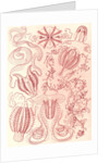 Comb jellies. Ctenophorae by Ernst Haeckel
