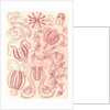 Comb jellies. Ctenophorae by Ernst Haeckel