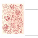 Comb jellies. Ctenophorae by Ernst Haeckel