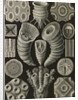 Corals. Tetracoralla by Ernst Haeckel