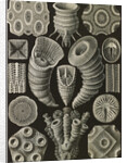 Corals. Tetracoralla by Ernst Haeckel