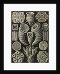 Corals. Tetracoralla by Ernst Haeckel
