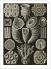 Corals. Tetracoralla by Ernst Haeckel